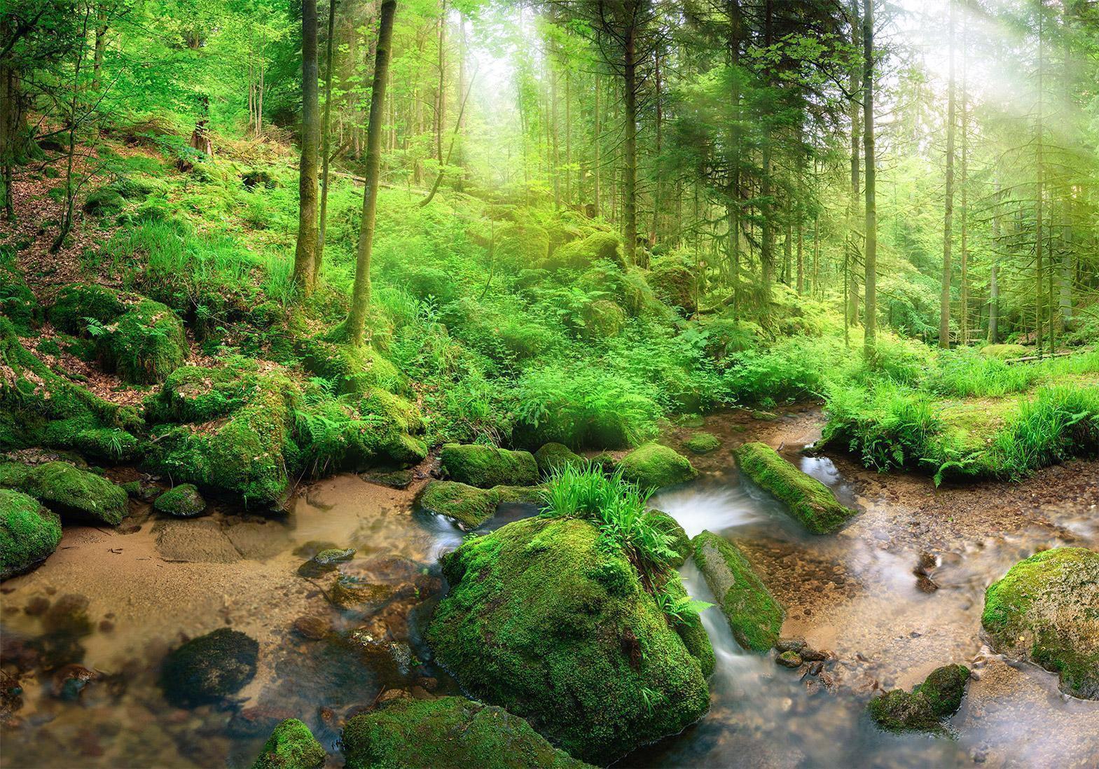 Fototapete - Humid Forest Artgeist