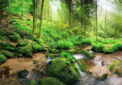 Fototapete - Humid Forest Artgeist