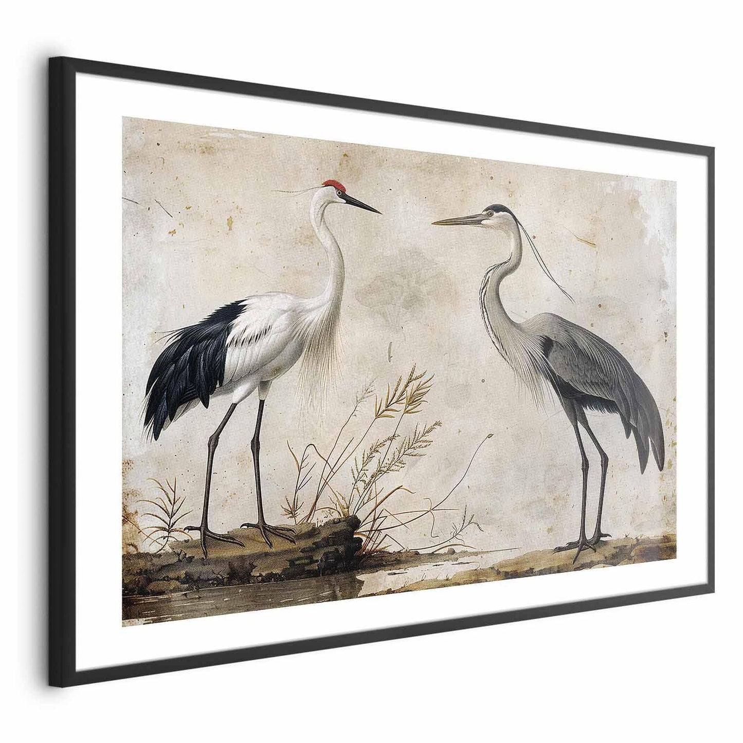 Poster - Birds from an Old Engraving - vintage-style illustration of a heron and a crane