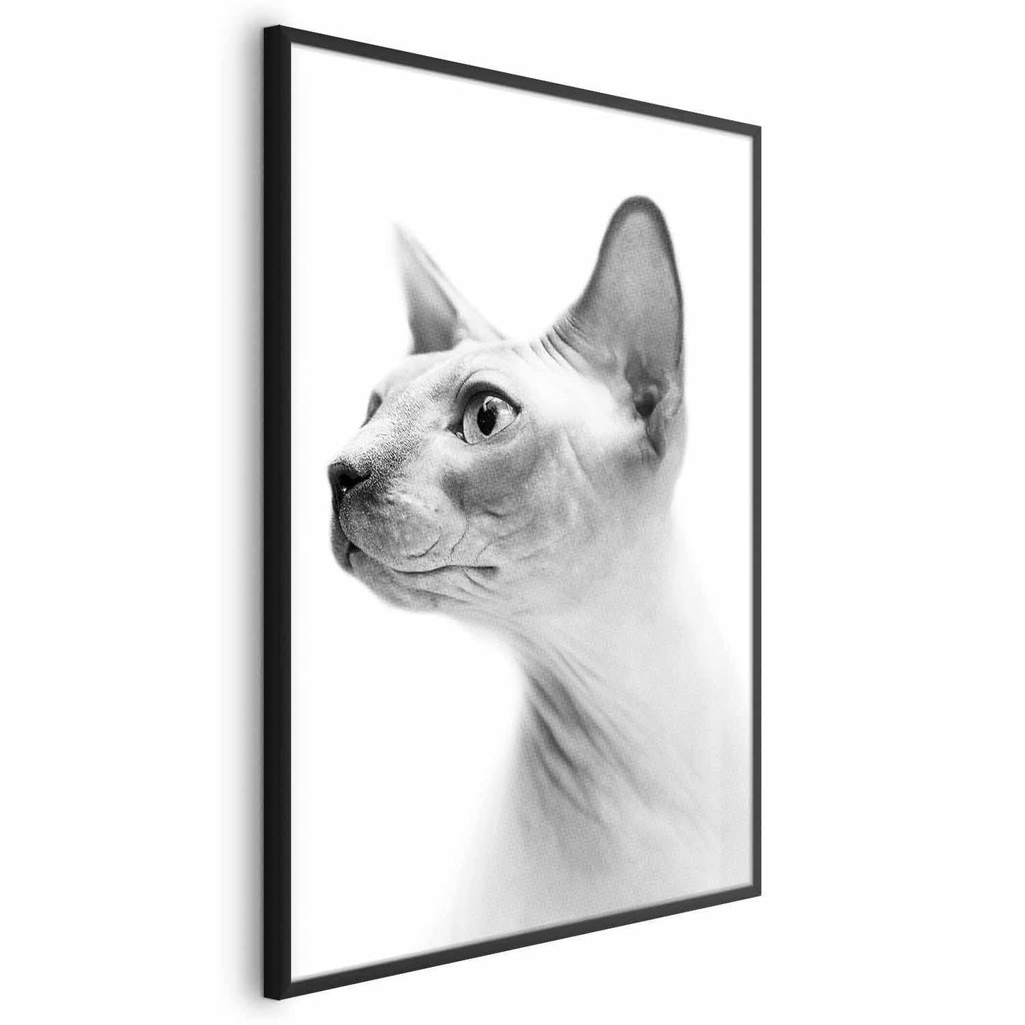 Poster - Hairless Cat Artgeist