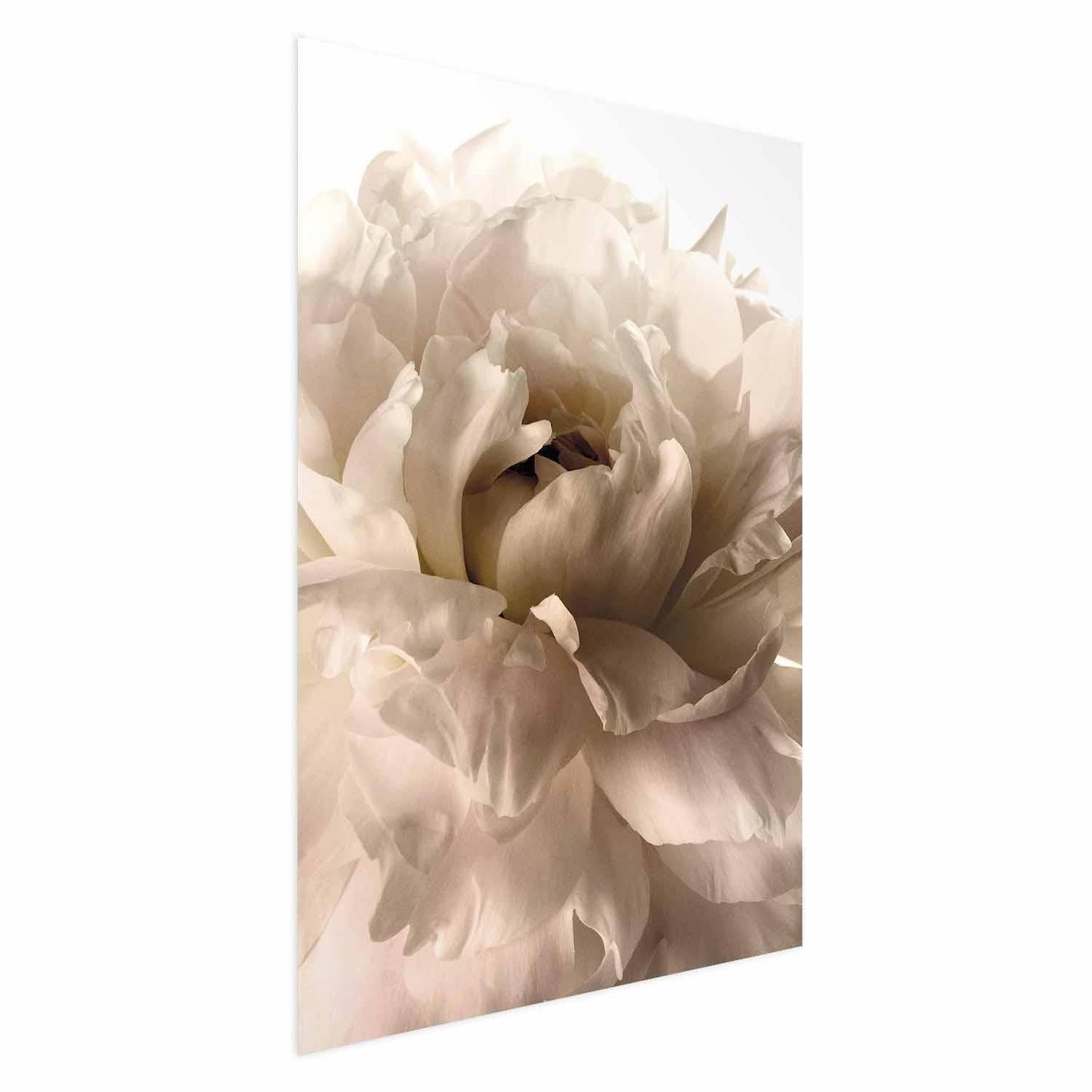 Poster - Soft Petals Artgeist