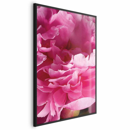 Poster - Beautiful Peonies Artgeist